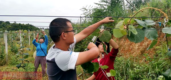 貴州獼猴桃技術管理