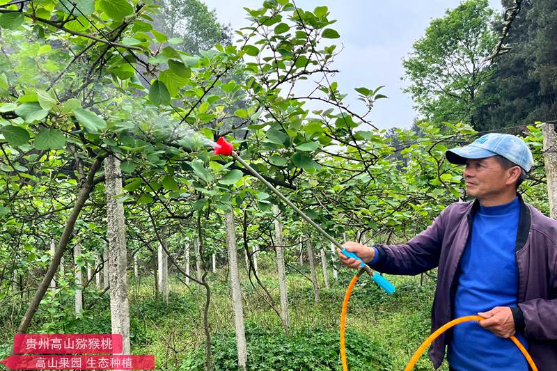 獼猴桃果園打藥