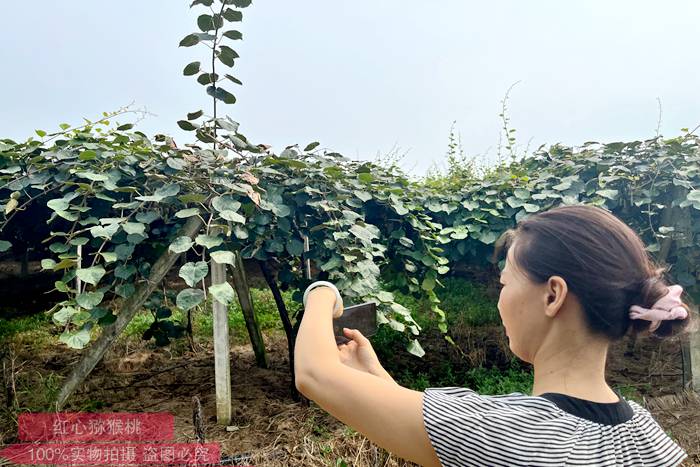 夏天的獼猴桃果園