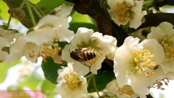 Bees pollinate kiwifruit