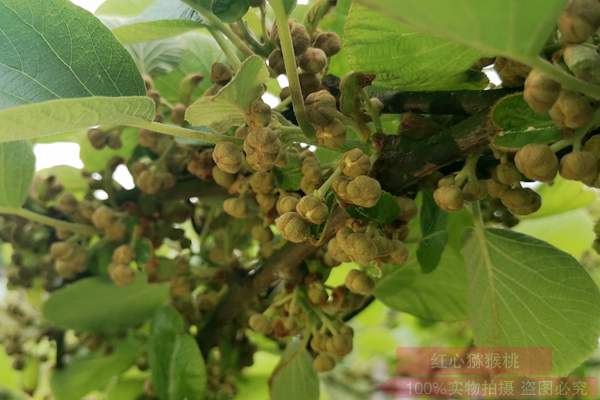 獼猴桃花粉多少錢(qián)一克