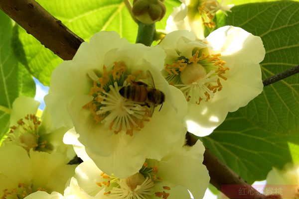 Bee pollination