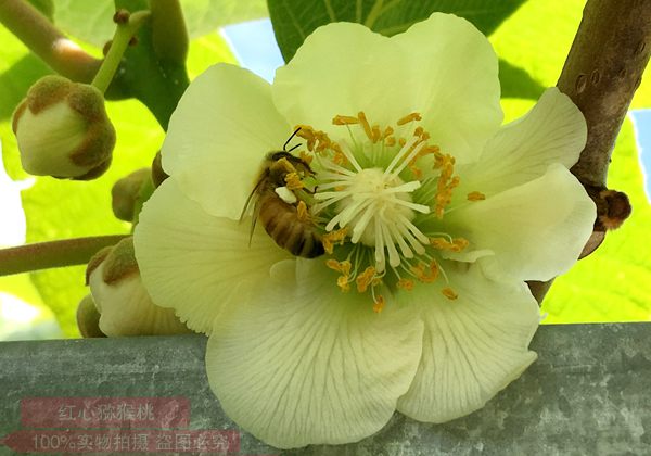 獼猴桃蜜蜂授粉