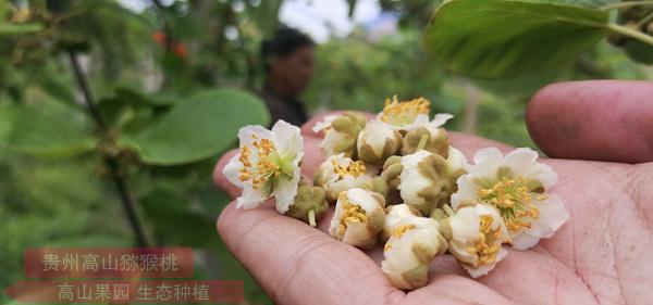 東紅獼猴桃雄花花粉