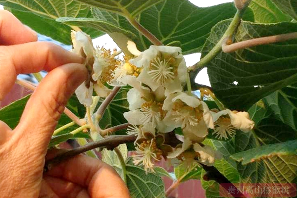 獼猴桃花粉批發(fā)零售價(jià)格多少錢一克買到