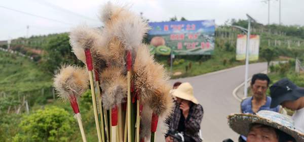 獼猴桃授粉專用絨毛筆