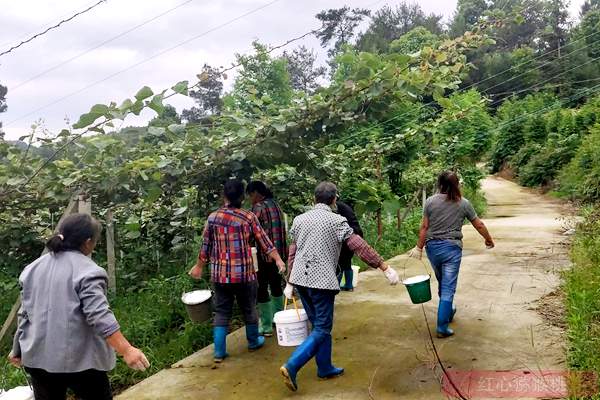 獼猴桃果園施肥