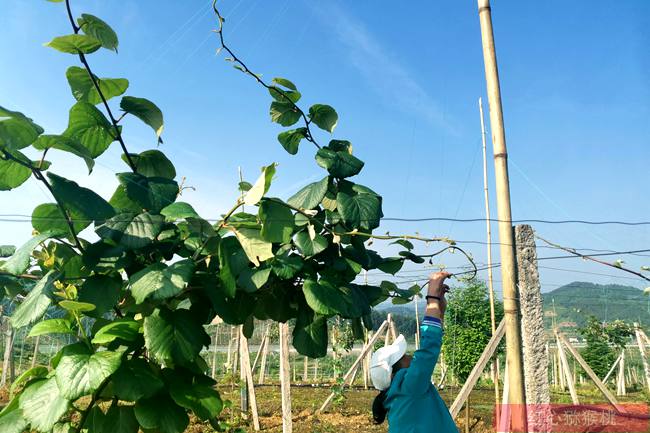 golden kiwi tree