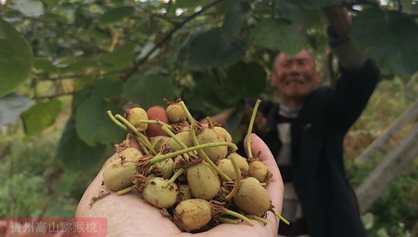 貴州播宏綠色生態(tài)獼猴桃