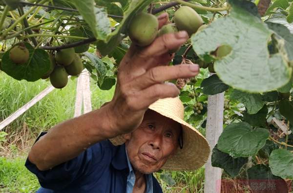 山東獼猴桃疏果