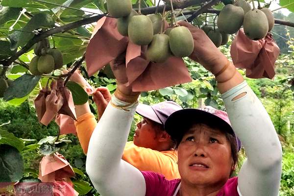 紅心獼猴桃技術(shù)