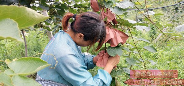 貴州遵義市播州區(qū)紅心獼猴桃