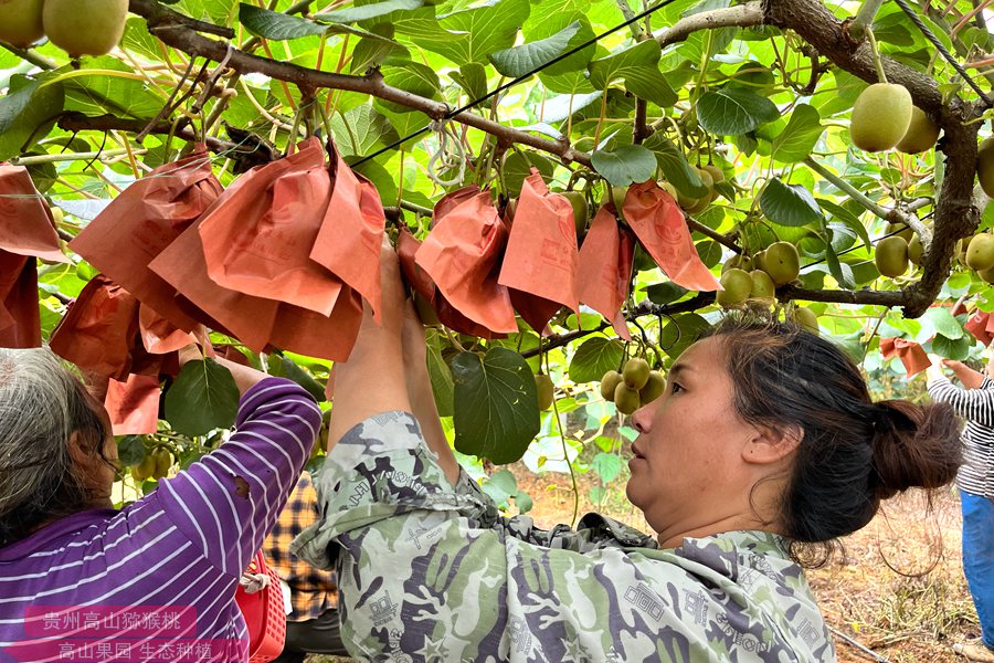 sungold g3 kiwifruit vine