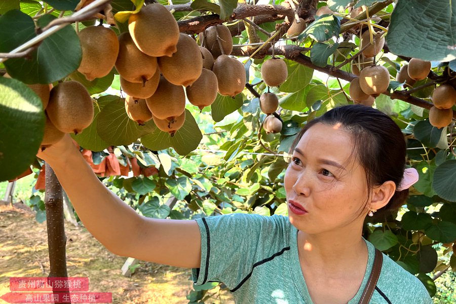 原產(chǎn)中國(guó)的獼猴桃豐產(chǎn)果園