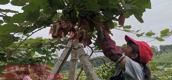 紅心獼猴桃套袋