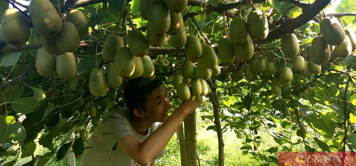 獼猴桃掛滿枝頭 獼猴桃掛滿枝頭
