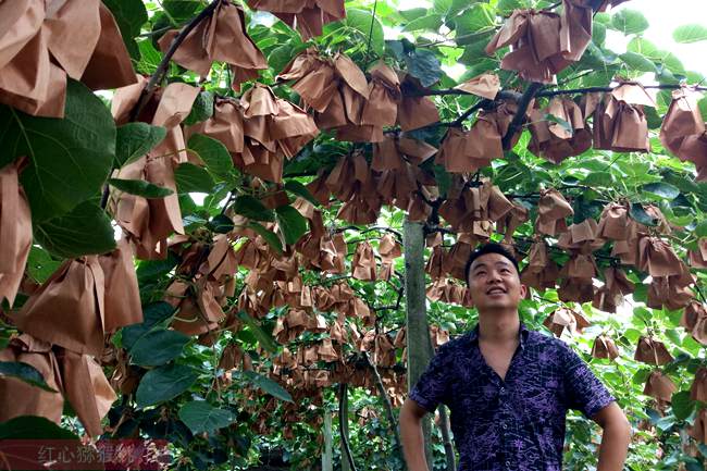 紅心獼猴桃幼果