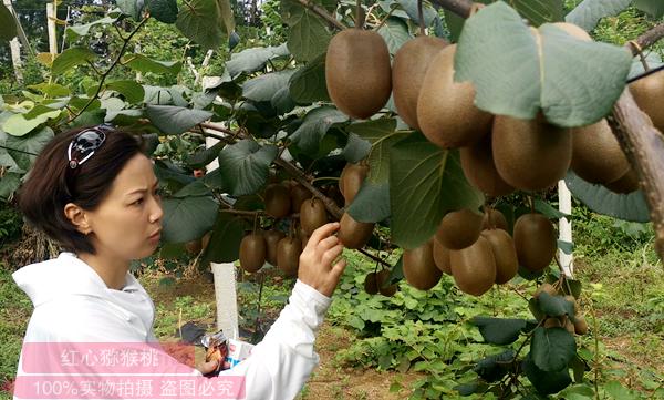 紅心獼猴桃采摘