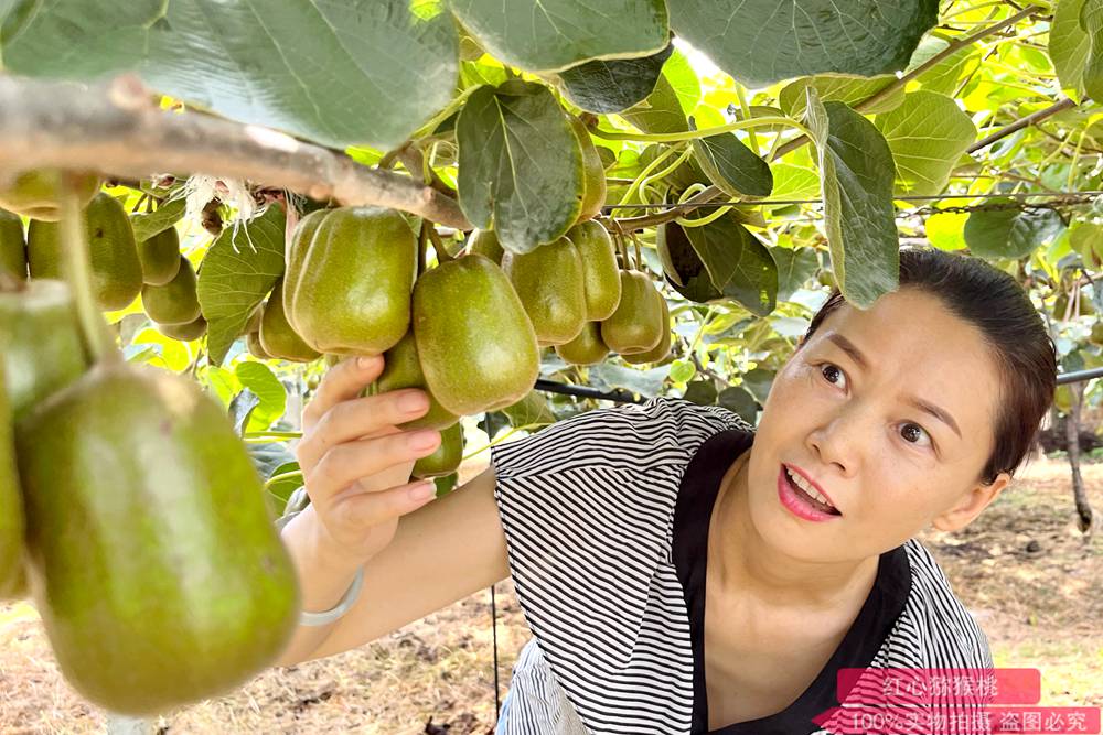 redkiwifruit