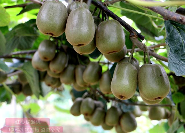 豐產(chǎn)的獼猴桃果園