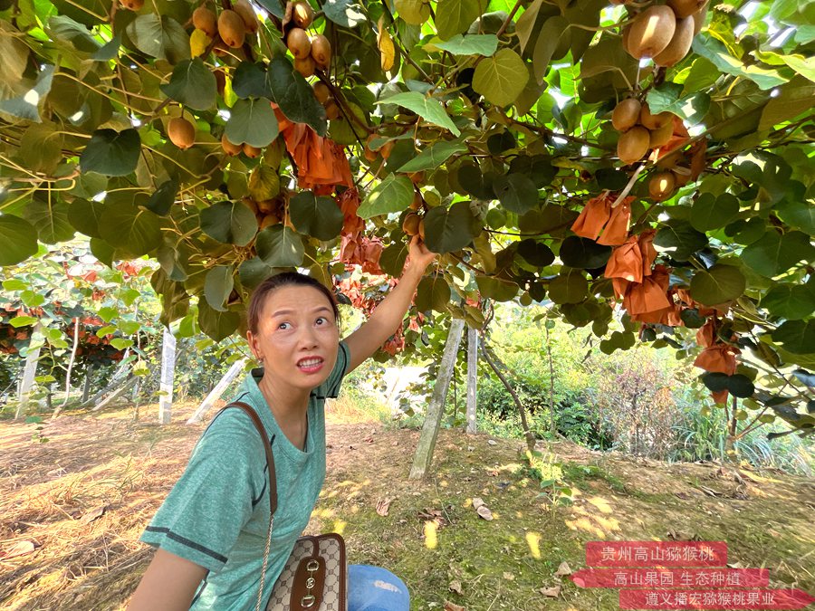 紅心獼猴桃果園