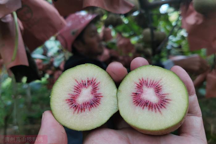 成都獼猴桃