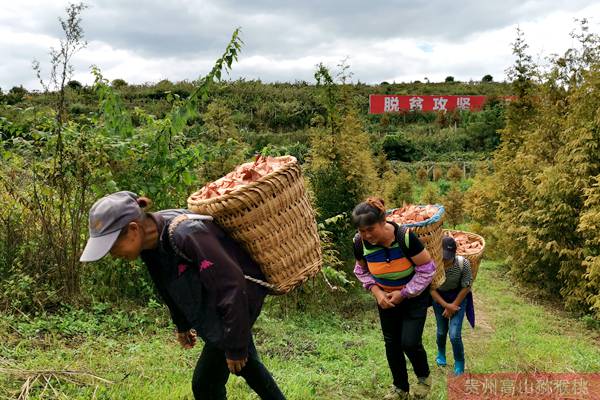 貴州高山紅心獼猴桃豐收 貴州高山紅心獼猴桃豐收