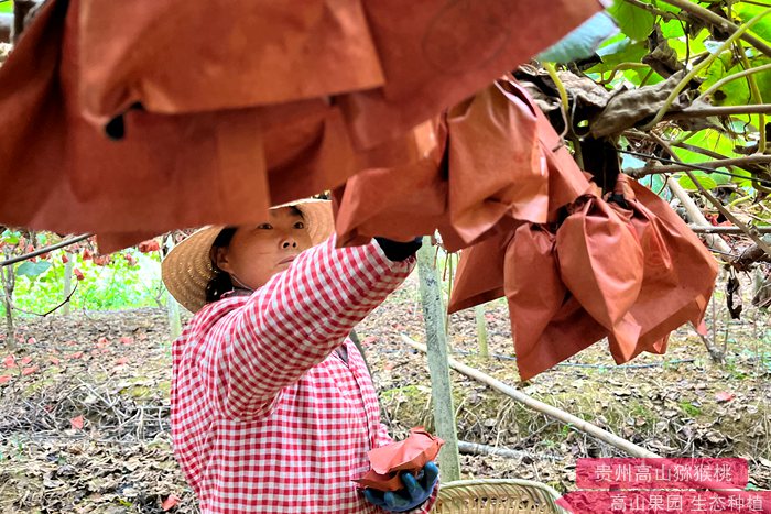 東紅獼猴桃果園