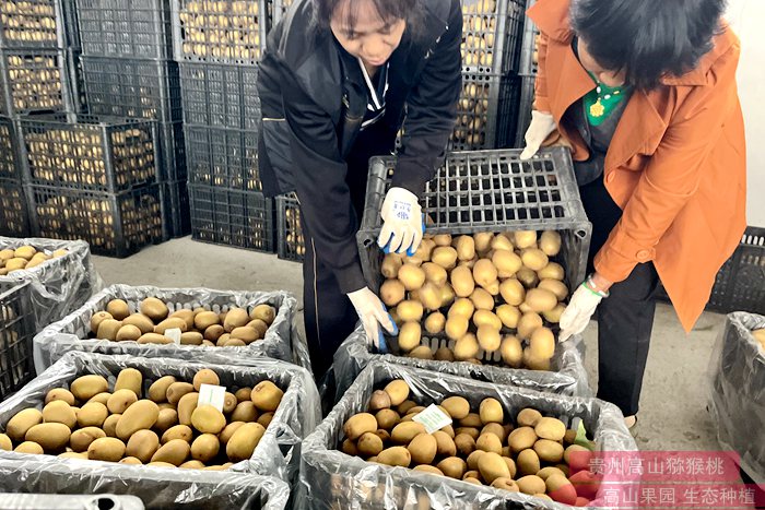 yellow Kiwifruit