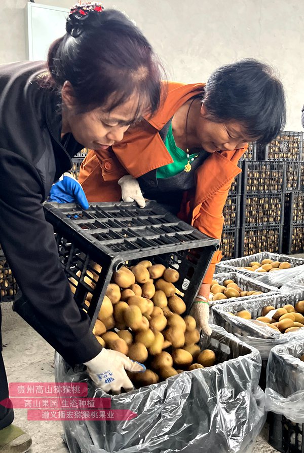 sungold g3 kiwifruit packing