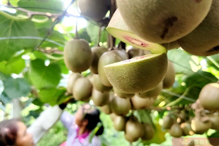 雅安獼猴桃果園照片 雅安獼猴桃果園照片