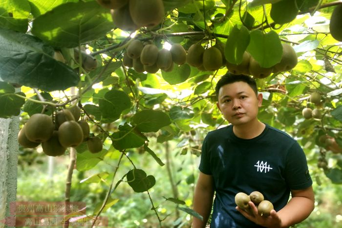 雅安獼猴桃果園照片 雅安獼猴桃果園照片