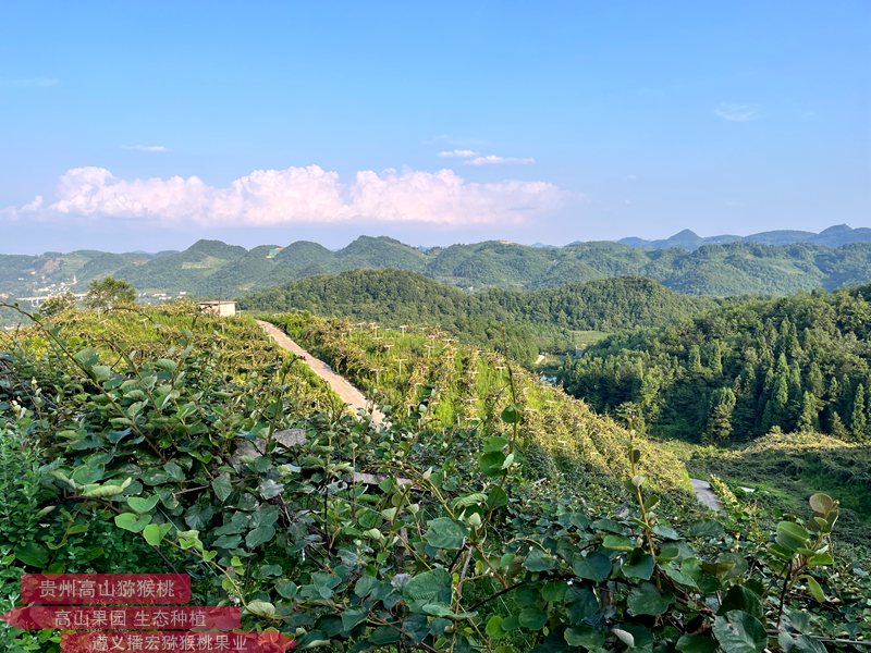 陽(yáng)光金果獼猴桃高枝牽引