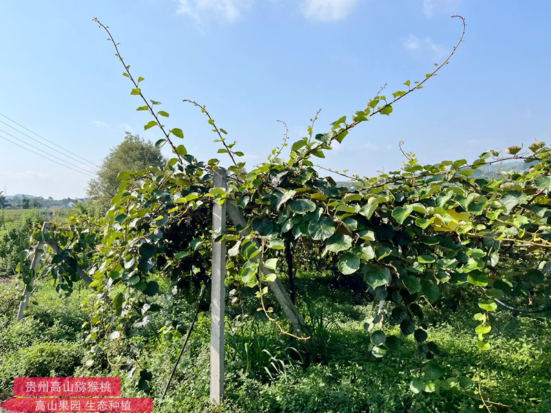 獼猴桃夏季管理