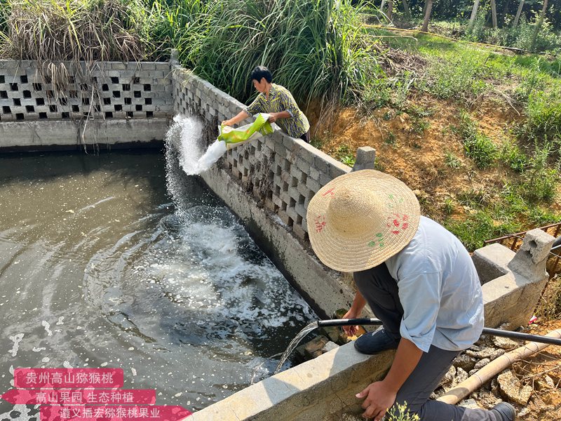 獼猴桃施肥灌溉