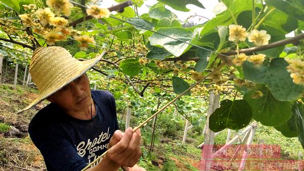 陽(yáng)光金果獼猴桃花粉