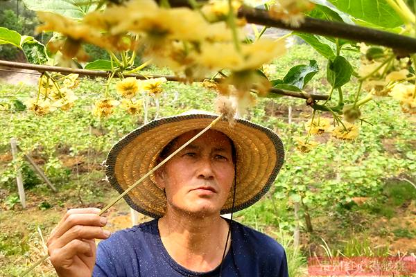 獼猴桃花粉價格