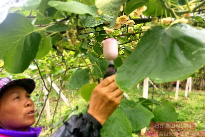 獼猴桃花粉授粉器