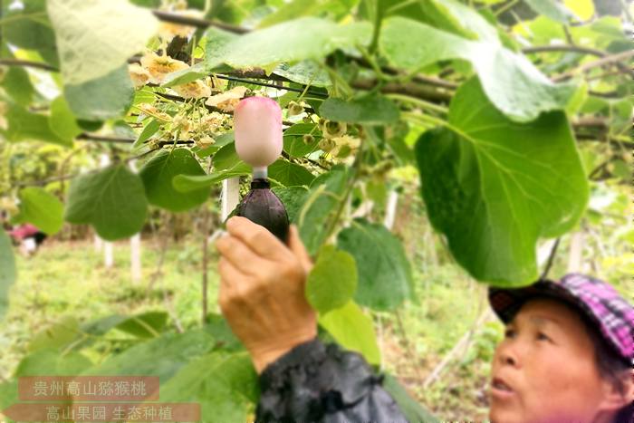 東紅獼猴桃花粉