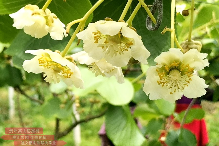 獼猴桃花粉廠(chǎng)家