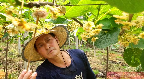 東紅獼猴桃花粉批發(fā)