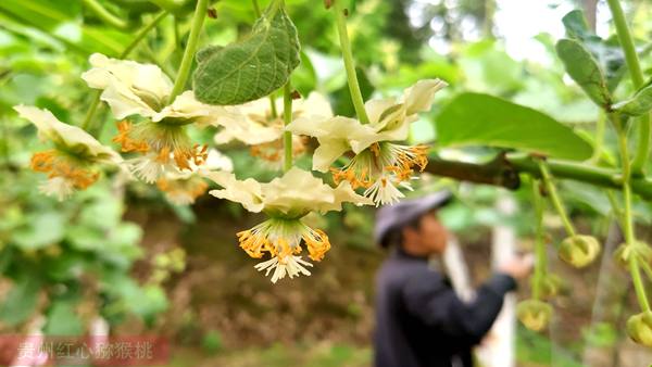 東紅獼猴桃花粉批發(fā)