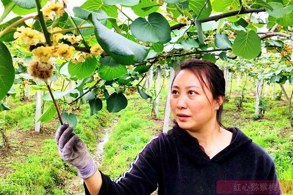 kiwi blossoms that have completed pollination