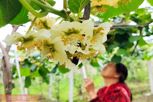 金福獼猴桃花粉