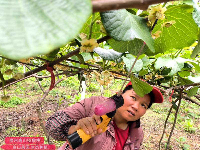 獼猴桃花粉電動(dòng)授粉槍