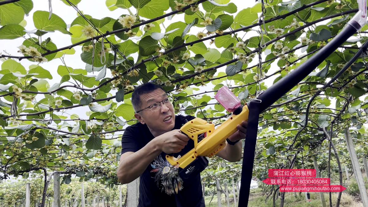 kiwi fruit pollination