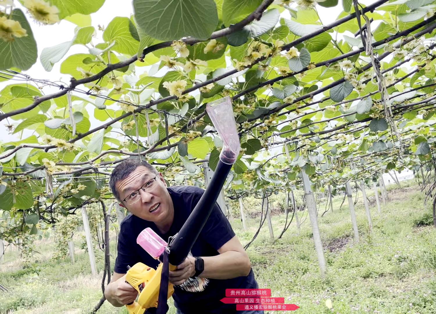 在獼猴桃果園中授粉