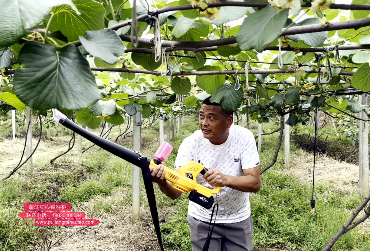 The kiwi fruit expert from the research institute