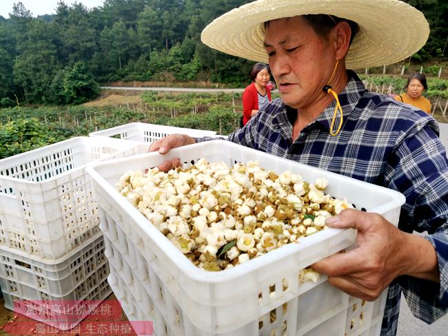 陽光金果G3獼猴桃花粉