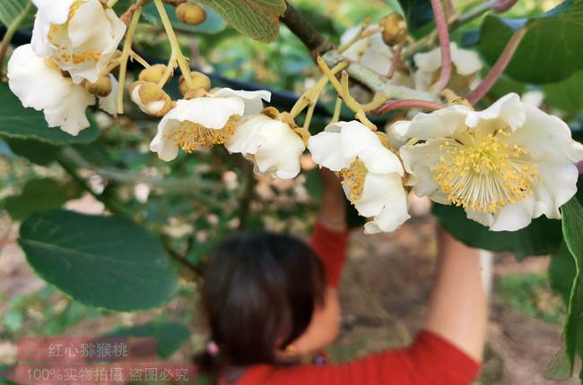 陽(yáng)光金果G3花粉